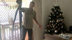 FOTO // O familie a găsit „regele șerpilor veninoși” în bradul de Crăciun